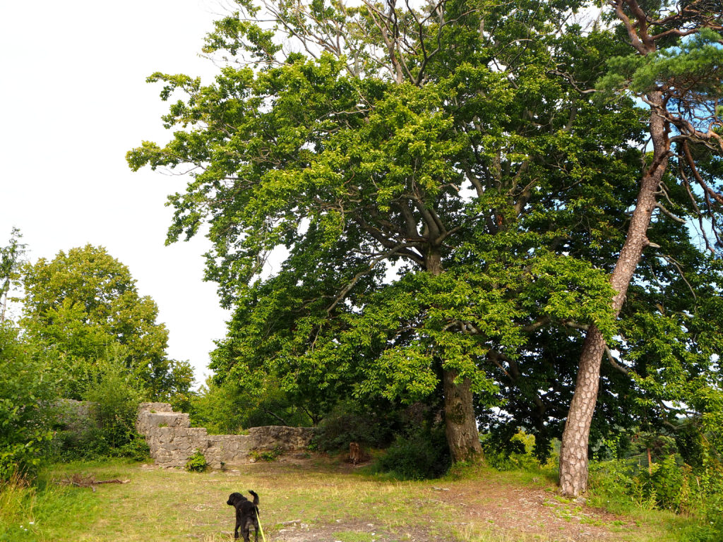 Rundwanderung Hollenberg mit Hund Max