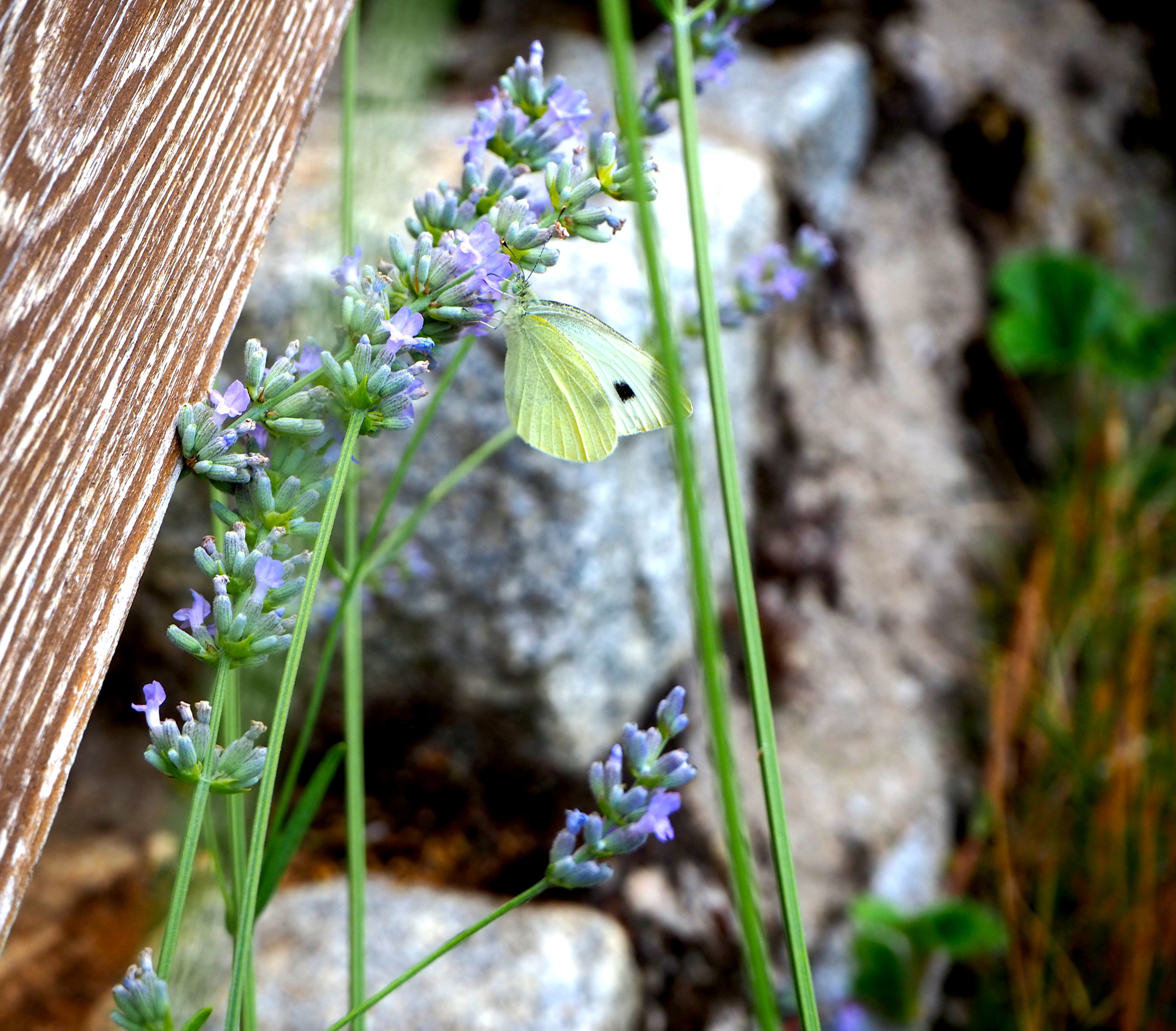 Lavendel mit Schmetterling Lavendelernte