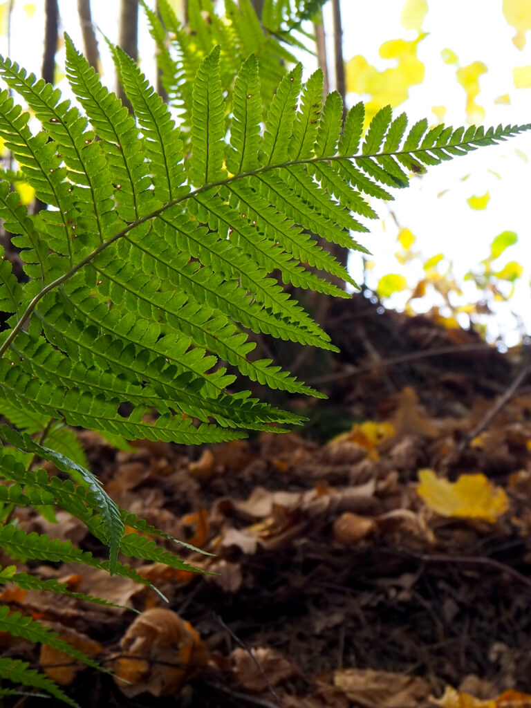 Farn Herbstwanderung