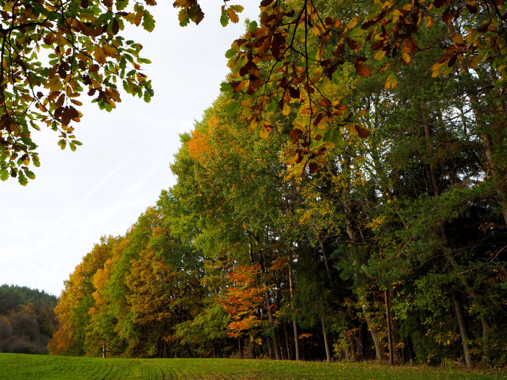 Hersbtwald Wald- und Imkerlehrpfad Pfaffensteig bunte Blätter