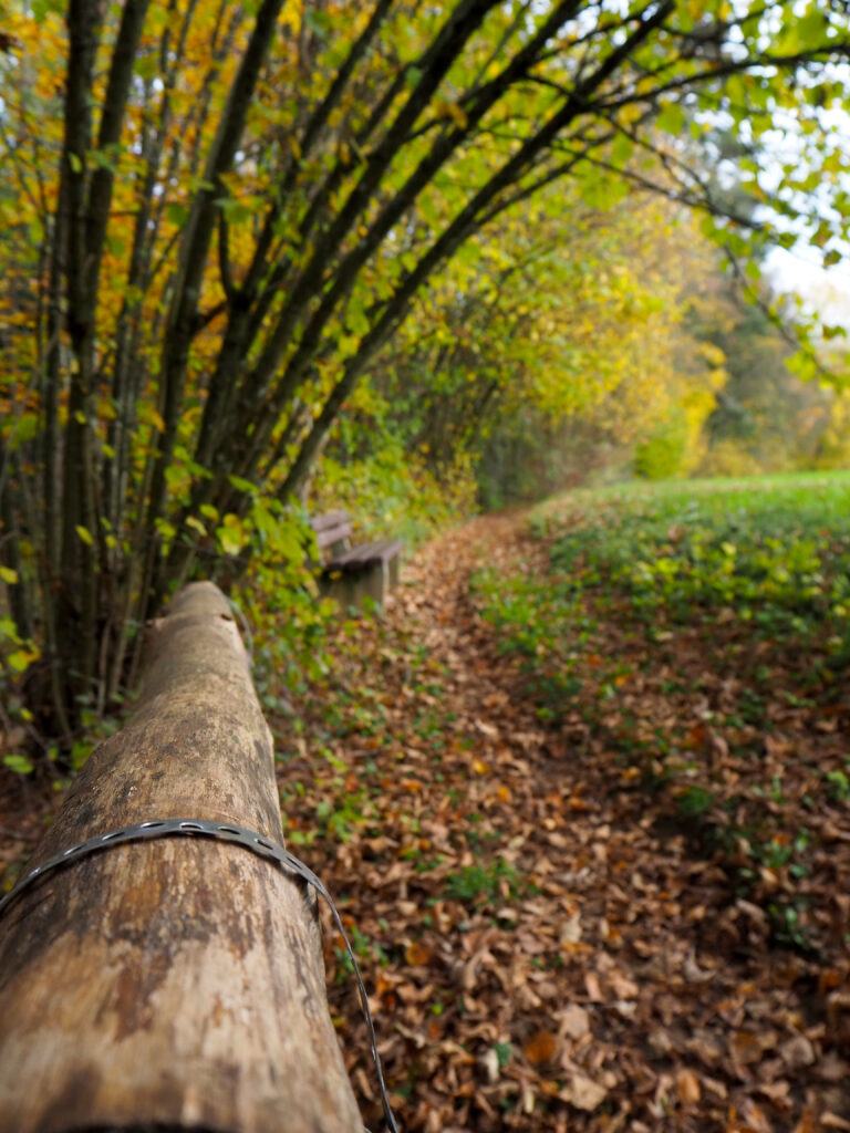 Wald- und Imkerlehrpfad Runde Herbst