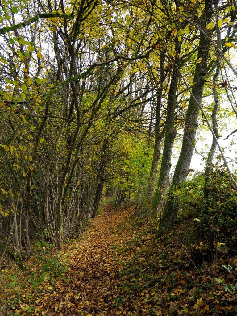 Wald- und Imkerlehrpfad Runde Herbstwald Baumallee
