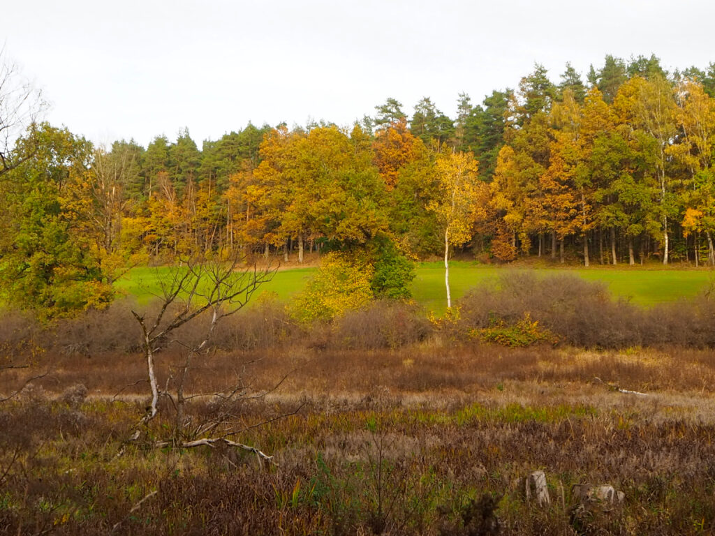 Moorgebiet Wald- und Imkerlehrpfad Runde Moor im Herbst