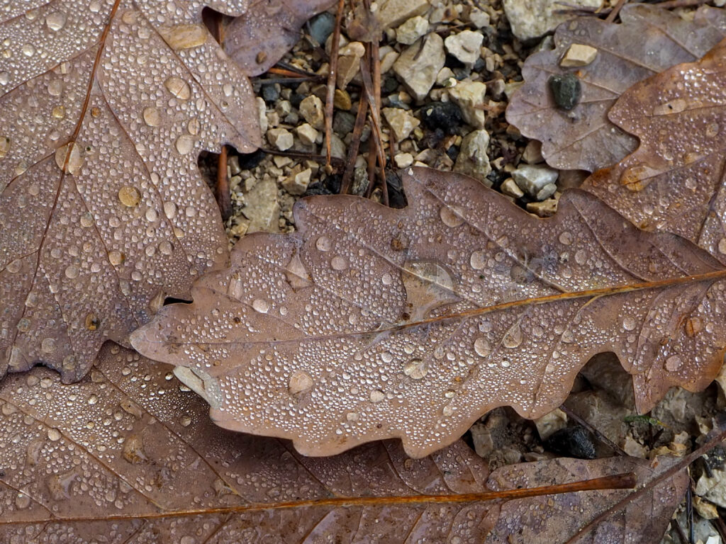 Tau auf Laub Herbstlaub Tautropfen