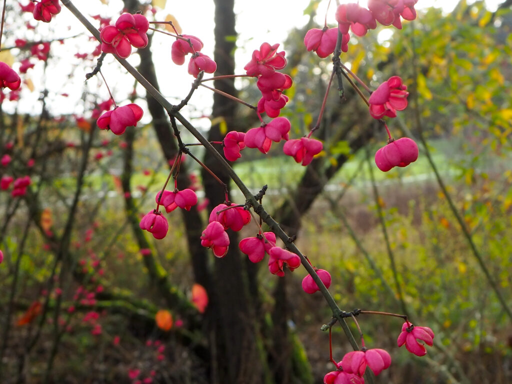 Hersbtfreuden bei der Wald- und Imkerlehrpfad Runde rosa Blüten rosa Blumen