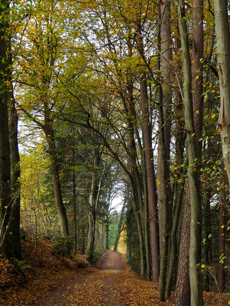 Wald- und Imkerlehrpfad Runde Herbstwanderung Baumallee im Herbst