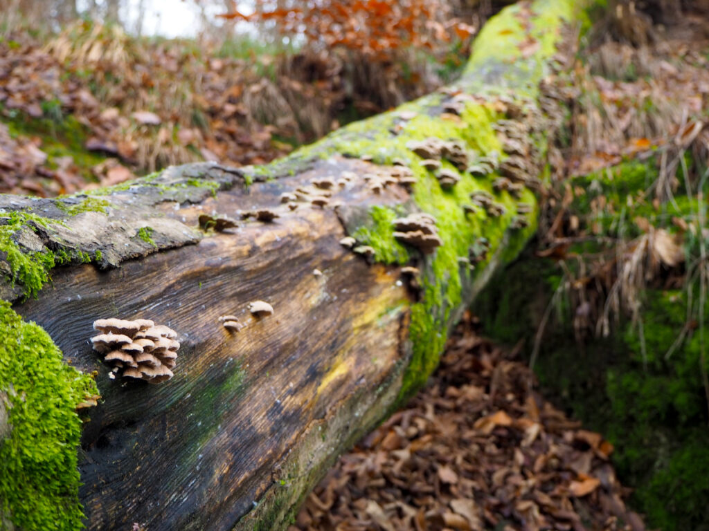 Die Wanderung führt durch das Naturschutzgebiet zu den Wichtelhöhlen