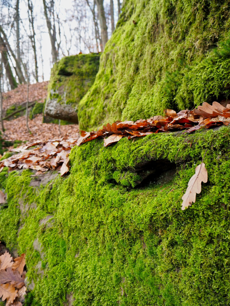 Die Wichtelhöhlen im Biosphärenreservat bestehen aus Sandsteinfelsen 