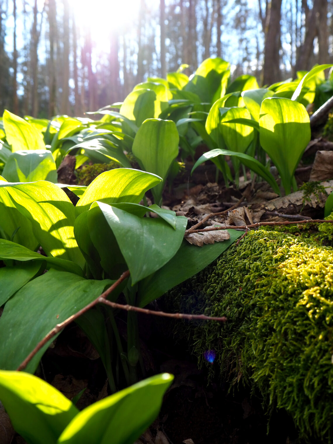 Bärlauch im Wald