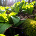 Bärlauch im Wald