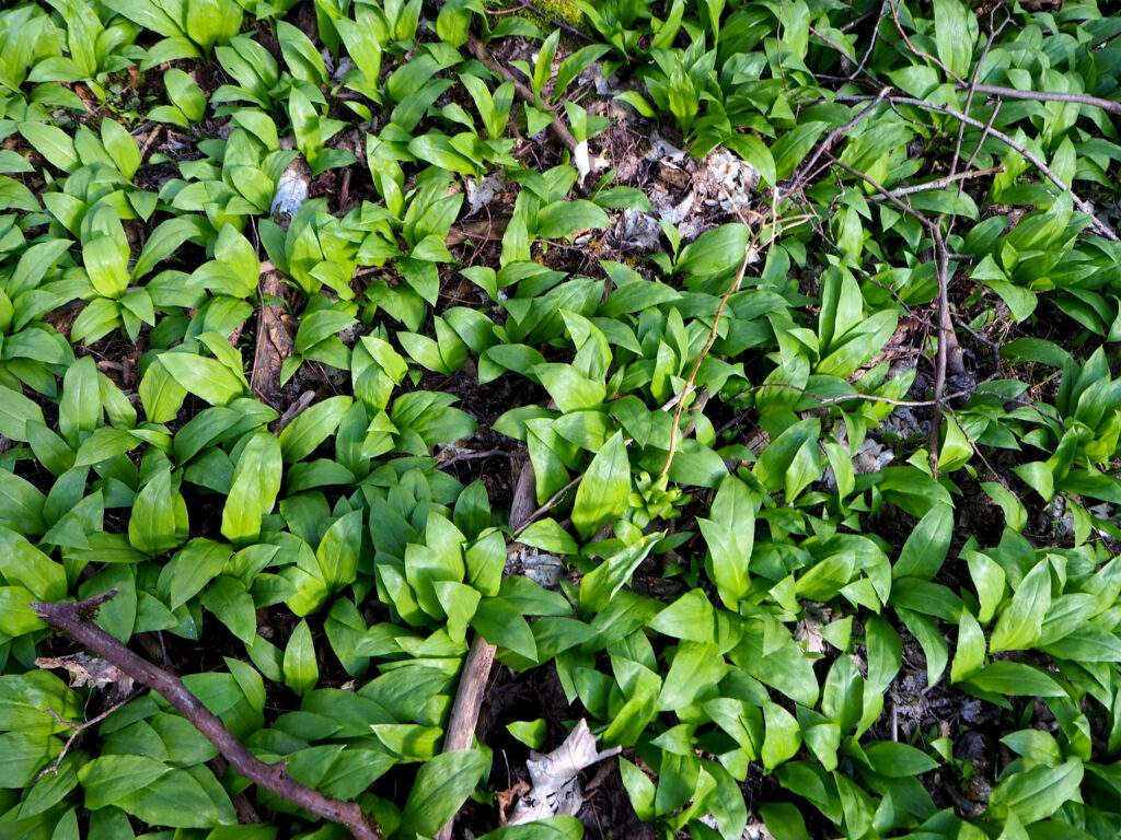 Bärlauch wächst im Mischwald, deswegen auch Waldknoblauch genannt