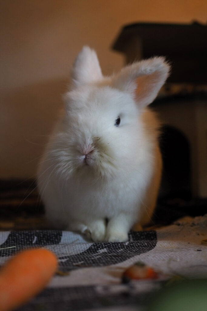Kaninchen