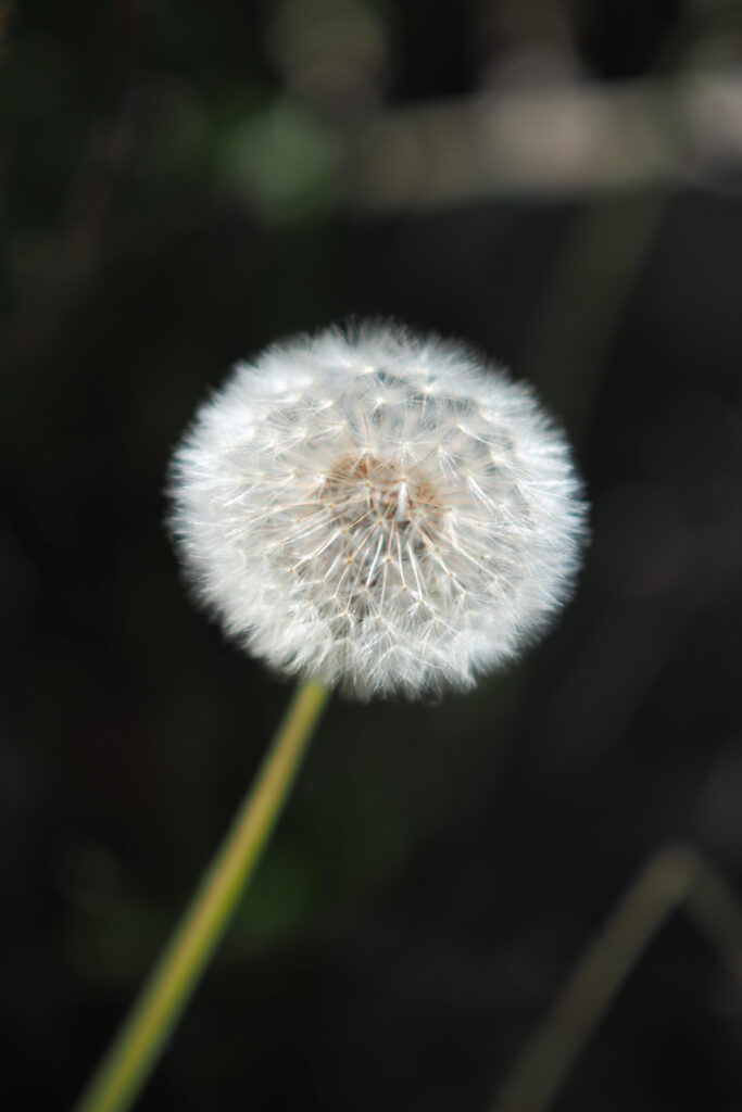 Pustblume