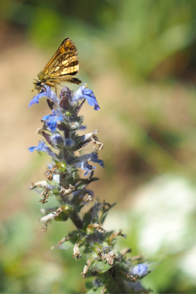 Schmetterling