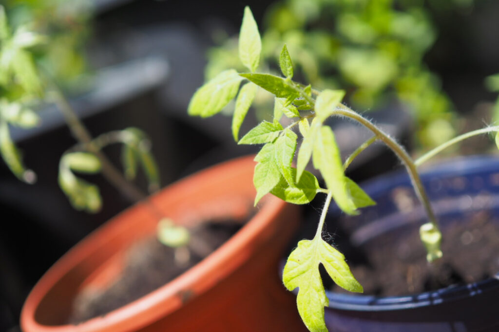 Tomaten