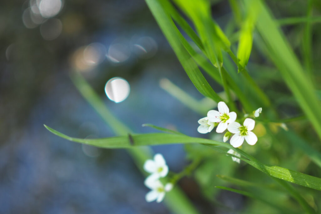 Blume am Wasser