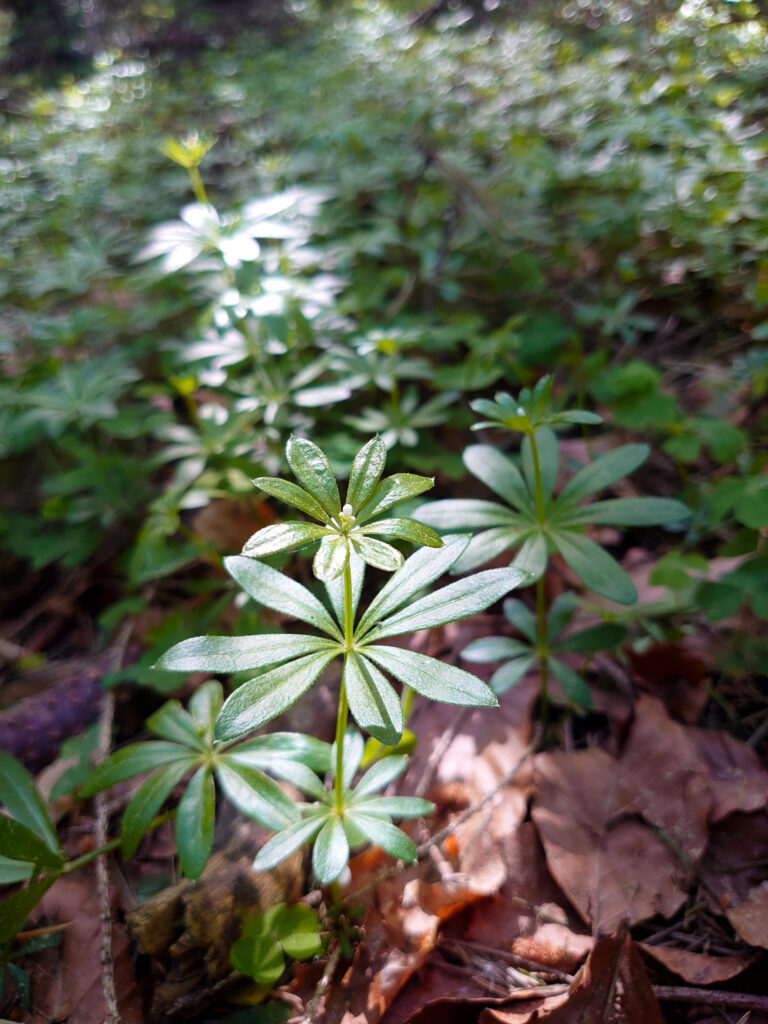 Waldmeister 