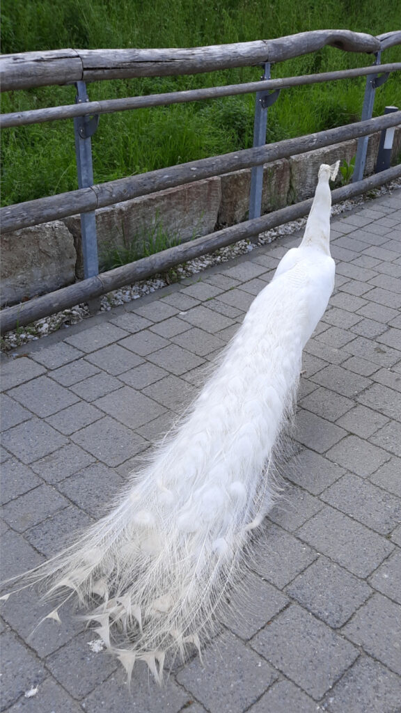 weißer Pfau
