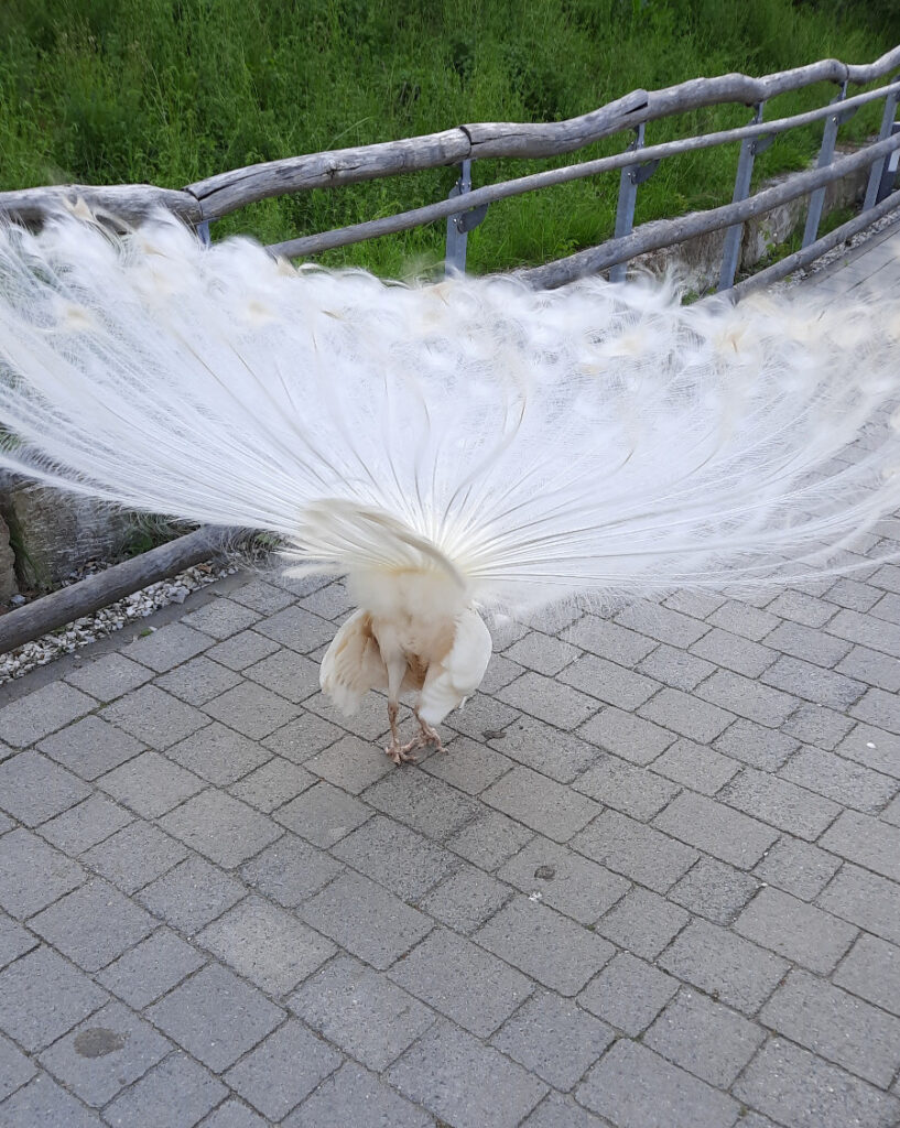 weißer Pfau in Hundshaupten