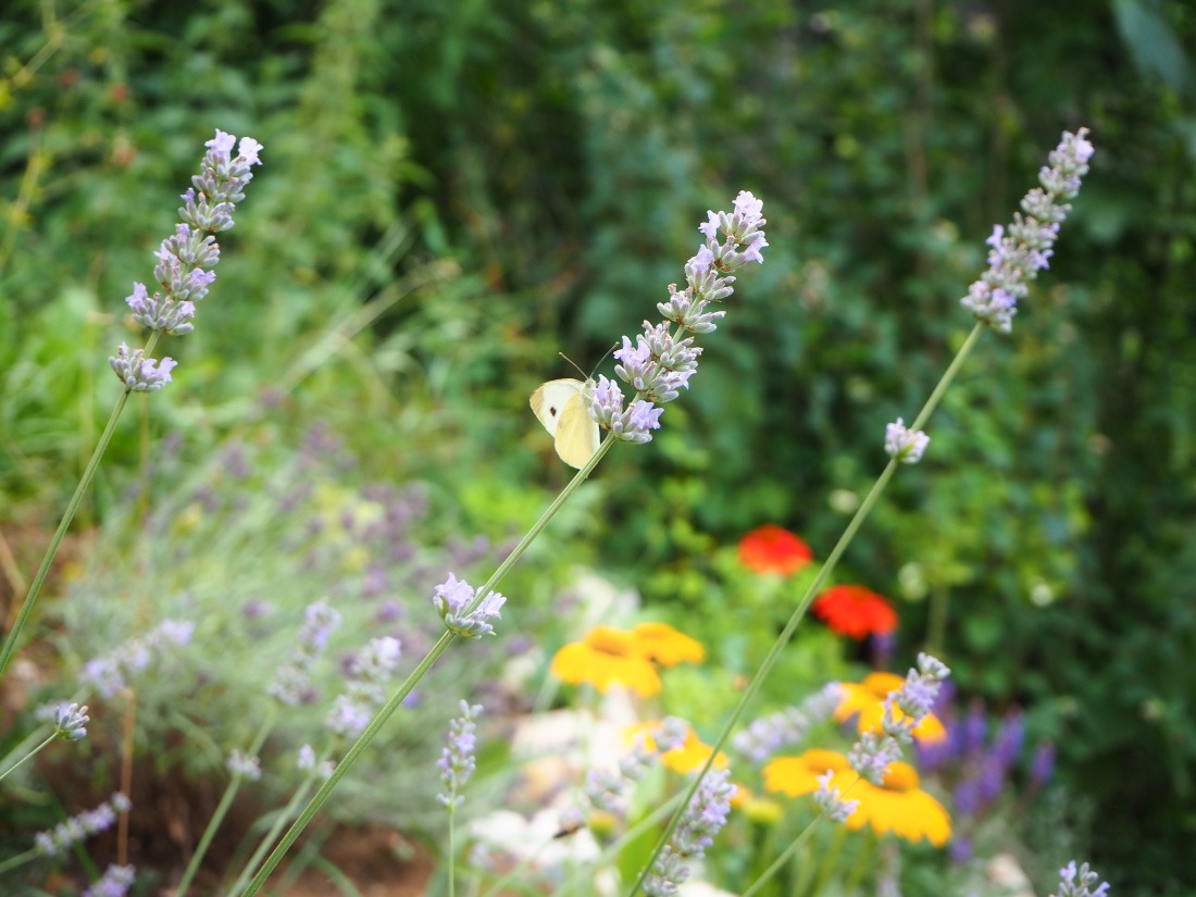 Lavendelessig selber machen - WuselGewusel