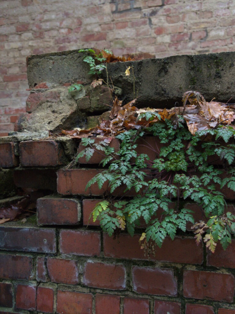 Natur comes Back Lost Place