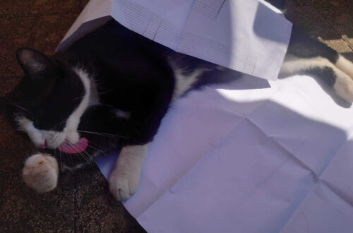 Kater Lenny